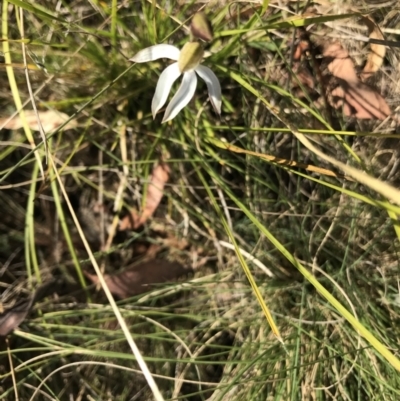 Caladenia moschata (Musky Caps) at Namadgi National Park - 11 Nov 2023 by EmmBee