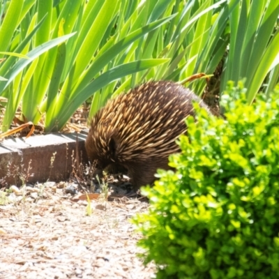 Tachyglossus aculeatus (Short-beaked Echidna) at Penrose, NSW - 13 Nov 2023 by Aussiegall