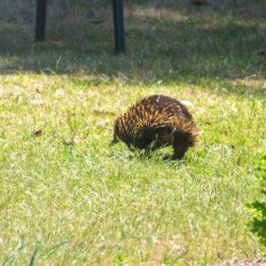 Tachyglossus aculeatus at Wingecarribee Local Government Area - suppressed