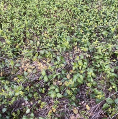 Vinca major (Blue Periwinkle) at Mount Majura - 7 Nov 2023 by waltraud