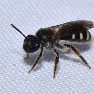 Lasioglossum (Chilalictus) sp. (genus & subgenus) (Halictid bee) at Jerrabomberra, NSW - 12 Nov 2023 by DianneClarke