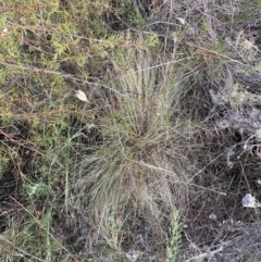 Nassella trichotoma (Serrated Tussock) at The Fair, Watson - 10 Nov 2023 by waltraud