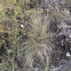 Nassella trichotoma (Serrated Tussock) at Mount Majura - 10 Nov 2023 by waltraud