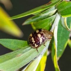 Paropsis pictipennis (Tea-tree button beetle) at Penrose, NSW - 29 Oct 2023 by Aussiegall