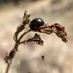 Chrysolina quadrigemina (Greater St Johns Wort beetle) at Mount Majura - 13 Nov 2023 by waltraud