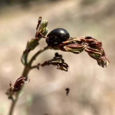 Chrysolina quadrigemina (Greater St Johns Wort beetle) at Mount Majura - 13 Nov 2023 by waltraud