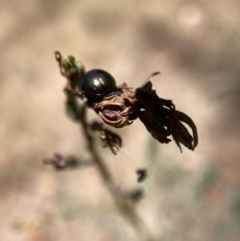 Chrysolina quadrigemina at Mount Majura - 13 Nov 2023