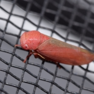 Katipo sp. (genus) at QPRC LGA - suppressed