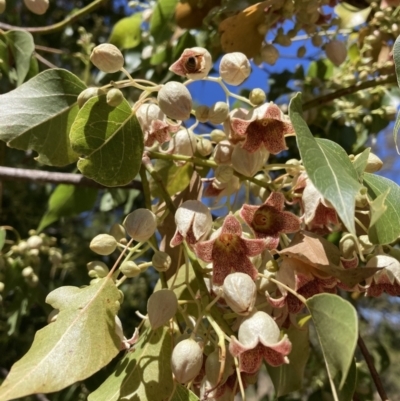 Brachychiton populneus subsp. populneus (Kurrajong) at Watson, ACT - 13 Nov 2023 by waltraud