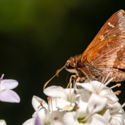 Toxidia doubledayi (Lilac Grass-skipper) at Penrose, NSW - 29 Oct 2023 by Aussiegall