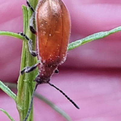 Ecnolagria grandis (Honeybrown beetle) at Isaacs, ACT - 13 Nov 2023 by Mike