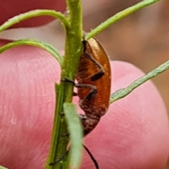 Ecnolagria grandis at Isaacs Ridge - 14 Nov 2023 08:13 AM