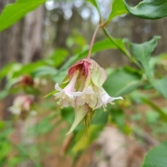 Leycesteria formosa (Himalayan Honeysuckle) at Isaacs Ridge and Nearby - 14 Nov 2023 by Mike