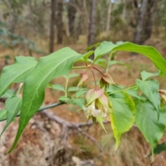 Leycesteria formosa at Isaacs Ridge and Nearby - 14 Nov 2023