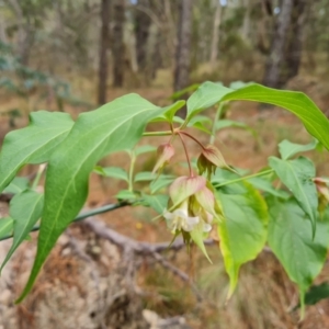 Leycesteria formosa at Isaacs Ridge and Nearby - 14 Nov 2023 08:45 AM