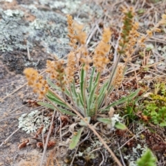 Plantago hispida (Hairy Plantain) at Mawson, ACT - 13 Nov 2023 by Mike