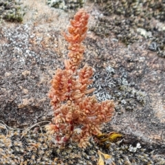 Crassula sieberiana (Austral Stonecrop) at Isaacs Ridge and Nearby - 13 Nov 2023 by Mike