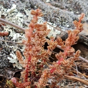 Crassula sieberiana at Isaacs Ridge and Nearby - 14 Nov 2023 08:32 AM