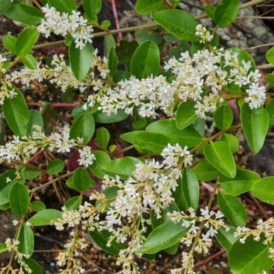 Ligustrum sinense (Narrow-leaf Privet, Chinese Privet) at Isaacs, ACT - 13 Nov 2023 by Mike