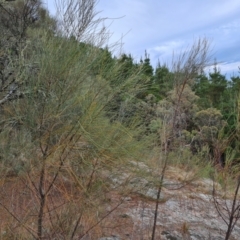 Allocasuarina verticillata (Drooping Sheoak) at Wanniassa, ACT - 13 Nov 2023 by Mike