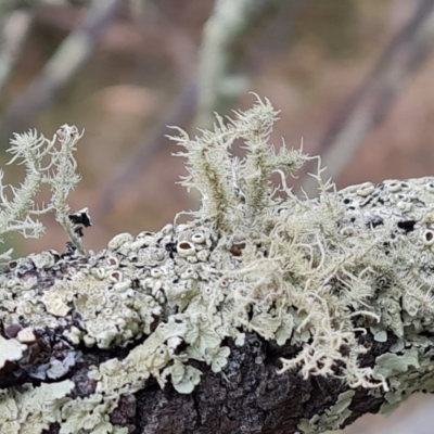 Usnea sp. (genus) (Bearded lichen) at Isaacs, ACT - 13 Nov 2023 by Mike