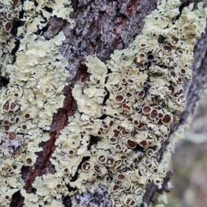 Usnea sp. (genus) at Isaacs Ridge and Nearby - 14 Nov 2023