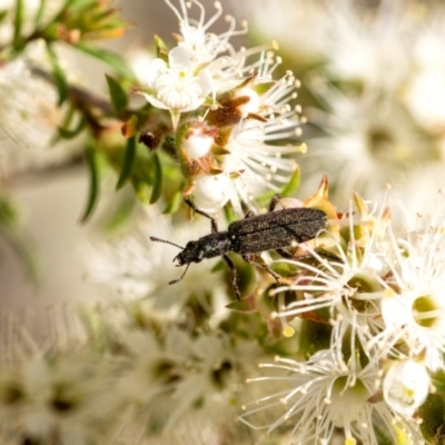 Eleale sp. (genus) (Clerid beetle) at Penrose, NSW - 29 Oct 2023 by Aussiegall