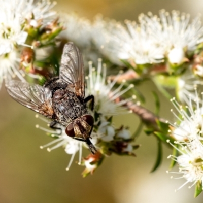 Calliphora vicina at Penrose, NSW - 29 Oct 2023 by Aussiegall