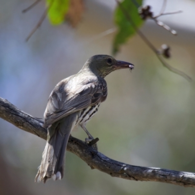 Oriolus sagittatus (Olive-backed Oriole) at Googong Foreshore - 13 Nov 2023 by jb2602