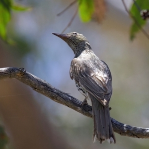 Oriolus sagittatus at QPRC LGA - 13 Nov 2023 11:26 AM