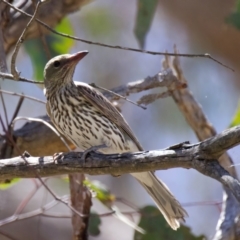 Oriolus sagittatus at QPRC LGA - 13 Nov 2023 11:26 AM