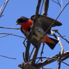 Dicaeum hirundinaceum (Mistletoebird) at QPRC LGA - 13 Nov 2023 by jb2602