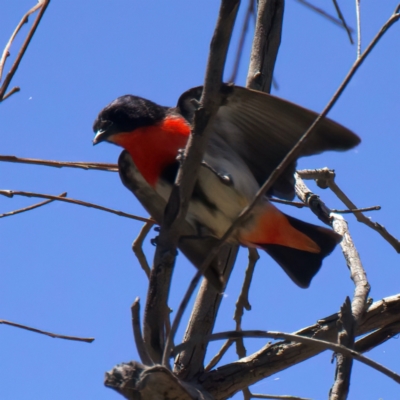 Dicaeum hirundinaceum (Mistletoebird) at Googong Foreshore - 13 Nov 2023 by jb2602