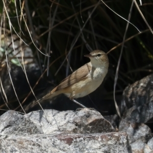 Acrocephalus australis at Googong Reservoir - 13 Nov 2023