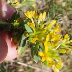 Pimelea curviflora (Curved Rice-flower) at Maragle State Forest - 11 Nov 2023 by joscobie