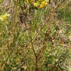 Pimelea curviflora at Maragle State Forest - 11 Nov 2023 10:31 AM