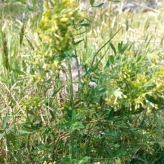 Pimelea curviflora at Maragle State Forest - 11 Nov 2023 10:31 AM