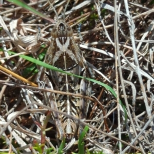 Perunga ochracea at Jerrabomberra Grassland - 14 Nov 2023