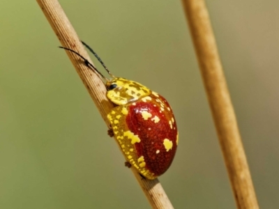 Paropsis maculata (Spotted leaf beetle) at QPRC LGA - 12 Nov 2023 by DPRees125