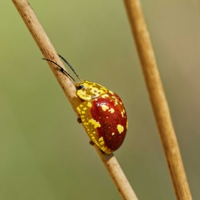 Paropsis maculata (Spotted leaf beetle) at Rossi, NSW - 12 Nov 2023 by DPRees125