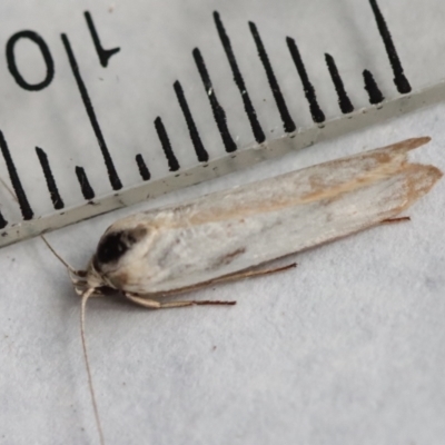 Philobota (genus) (Unidentified Philobota genus moths) at Hughes, ACT - 13 Nov 2023 by LisaH