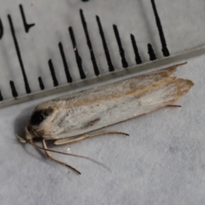 Philobota (genus) at Hughes, ACT - 14 Nov 2023