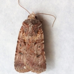 Agrotis porphyricollis (Variable Cutworm) at Hughes, ACT - 14 Nov 2023 by LisaH