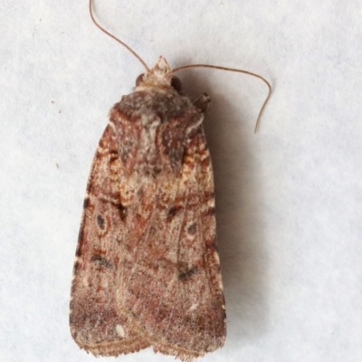 Agrotis porphyricollis (Variable Cutworm) at Hughes, ACT - 13 Nov 2023 by LisaH