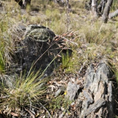 Rytidosperma pallidum (Red-anther Wallaby Grass) at Captains Flat, NSW - 13 Nov 2023 by Csteele4