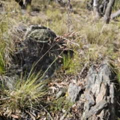 Rytidosperma pallidum (Red-anther Wallaby Grass) at QPRC LGA - 13 Nov 2023 by Csteele4