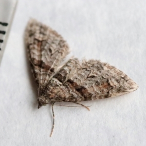 Phrissogonus laticostata at Hughes, ACT - 14 Nov 2023