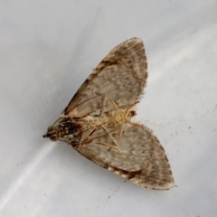 Phrissogonus laticostata at Hughes, ACT - 14 Nov 2023