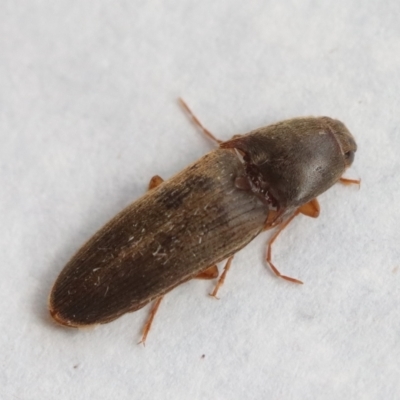 Monocrepidus sp. (genus) (Click beetle) at Hughes Grassy Woodland - 13 Nov 2023 by LisaH