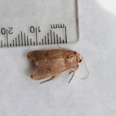 Proteuxoa hypochalchis (Black-bar Noctuid) at Hughes, ACT - 14 Nov 2023 by LisaH